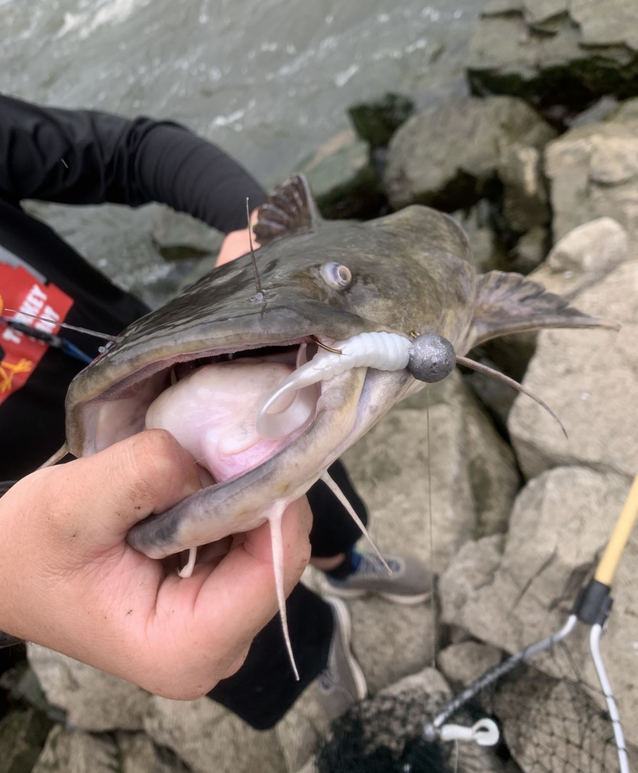 Flathead cat